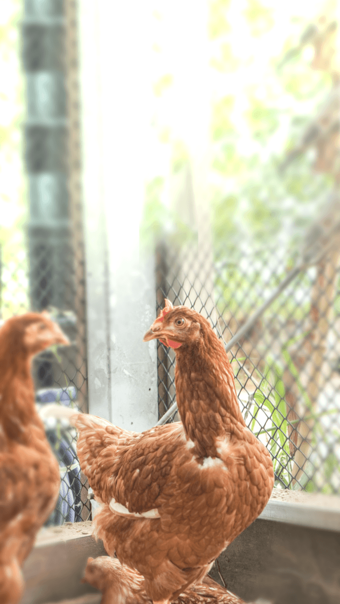 FARM LOT EGG キーヴィジュアル画像