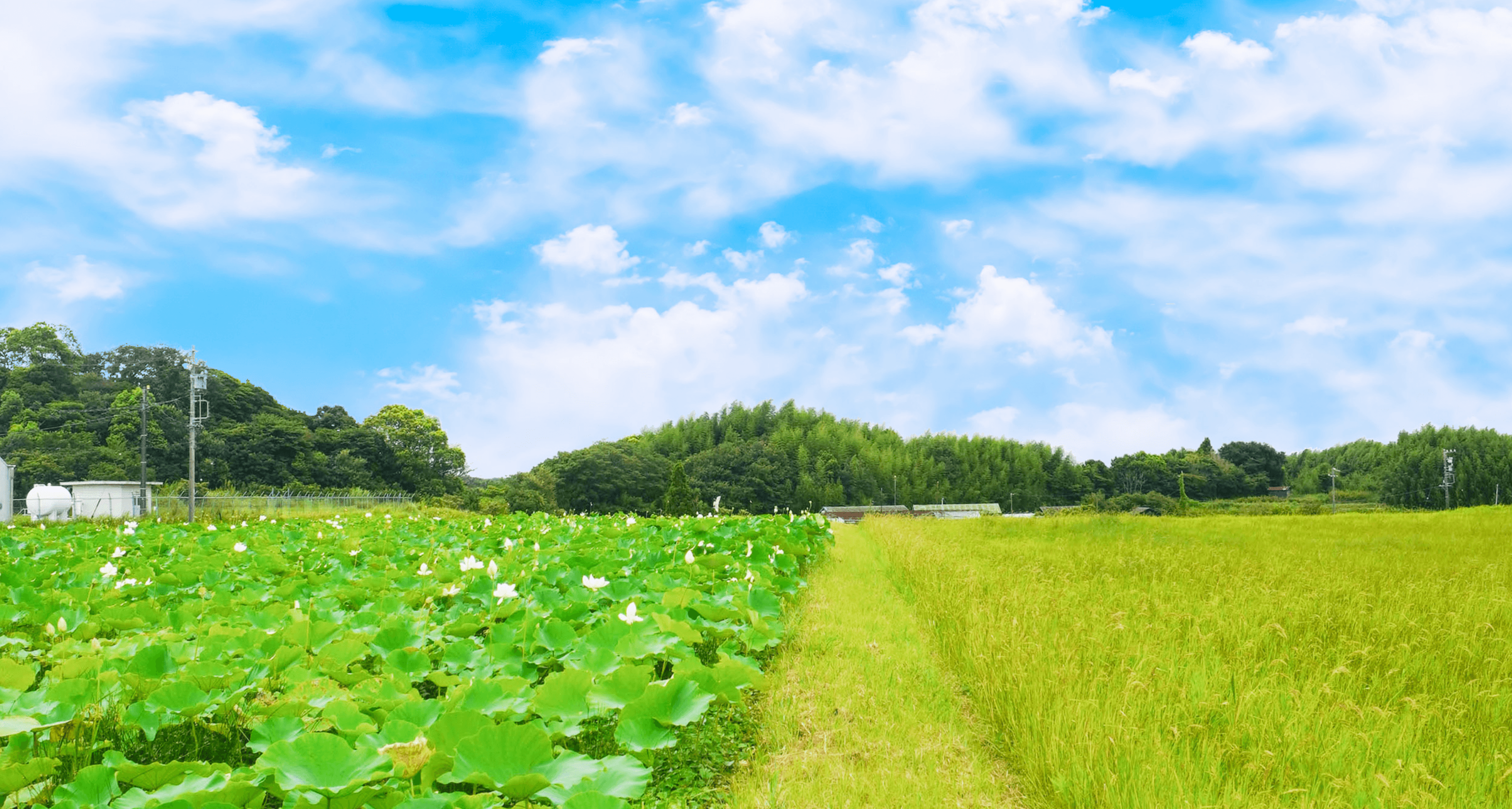 FARM LOT 9背景画像